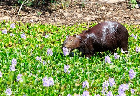 The Capybara Which Bathes In Hot Springs Stock Image - Image of mouse, aquatic: 63162099