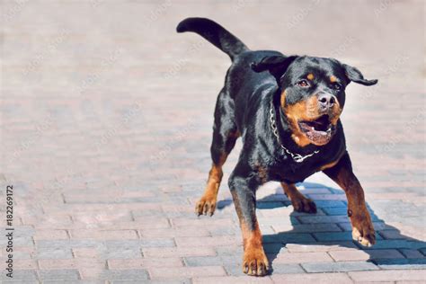 Foto Stock Angry rottweiler dog barking. Dog is protecting its territory. | Adobe Stock