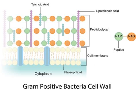 Image result for murein peptidoglycan rigid