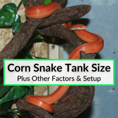 Corn Snake Setup (CHEAP AND EASY!), 43% OFF | www.elevate.in