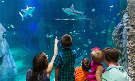 Sea Life Aquarium Offers Summer of Sharks Activities | The Epoch Times