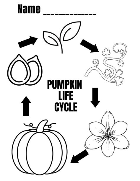 FREE - Pumpkin Life Cycle Diagram Coloring Sheet | Pumpkin life cycle ...