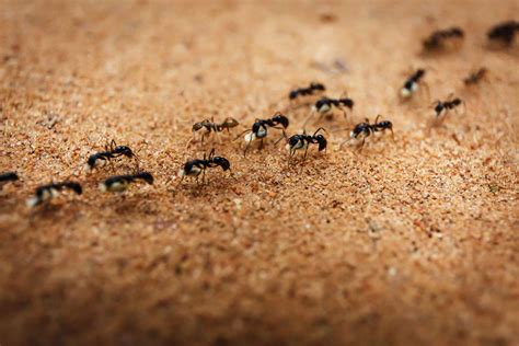 Why Do Army Ants Commit Suicide?