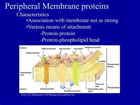 PPT - Previously in Cell Bio PowerPoint Presentation - ID:3850672