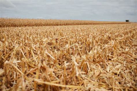 Cut Corn Stubble and Chaff in an Autumn Field Stock Image - Image of ...