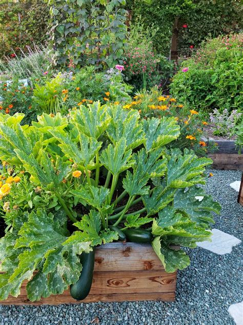 How to Grow Zucchini (Summer Squash): Planting, Pests, Pollination & More ~ Homestead and Chill ...