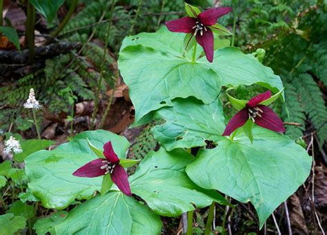 8 Different Types of Trillium Flowers - Garden Lovers Club