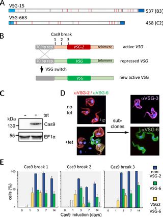 Competition among variants is predictable and contributes to the antigenic variation dynamics of ...