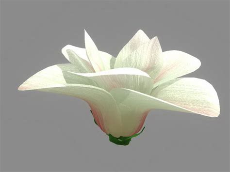 White Flower 3d model Maya files free download - modeling 43351 on CadNav