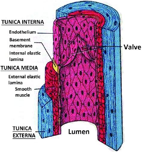 Tunica Anatomy - Anatomical Charts & Posters