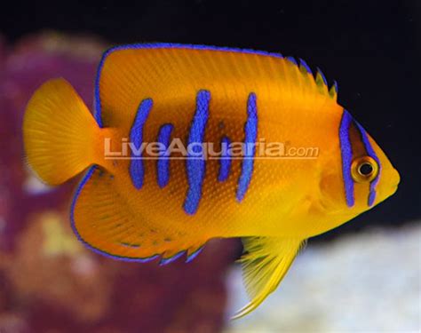 Captive Bred Clarion Angelfish Coming to LiveAquaria Tomorrow | Reef ...