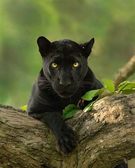 (11) Twitter | Big cat species, Black panther cat, Panther