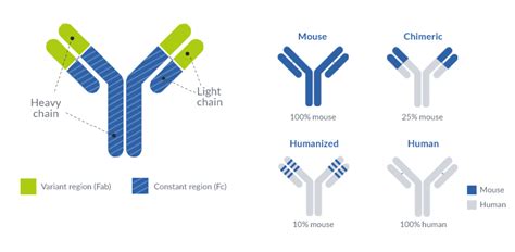 Antibody humanization services - ProteoGenix