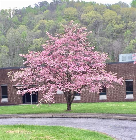 Beautiful pink dogwood tree!!! | Pink dogwood, Dogwood trees, Pink ...