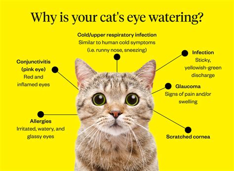 Conjunctivitis In Cats Feline Pink Eye My Family Vets | atelier-yuwa ...