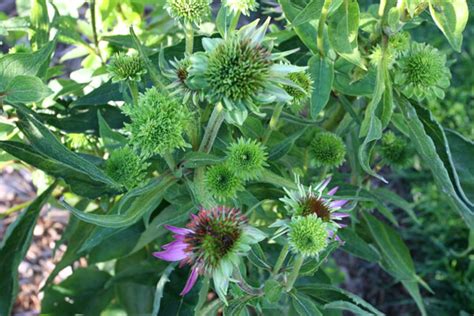 What's wrong with my plant? : Garden : University of Minnesota Extension