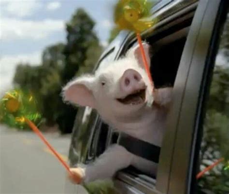 Maxwell the pig! Love him | Pig commercial, Bones funny, Pig