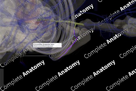 Circumflex Scapular Vein (Right) | Complete Anatomy