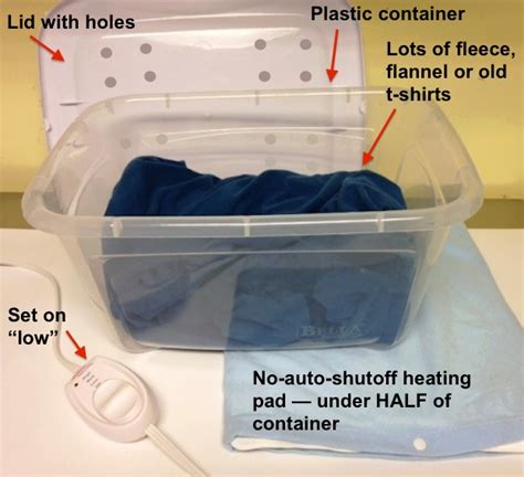 Baby Squirrel Care - Basic Setup