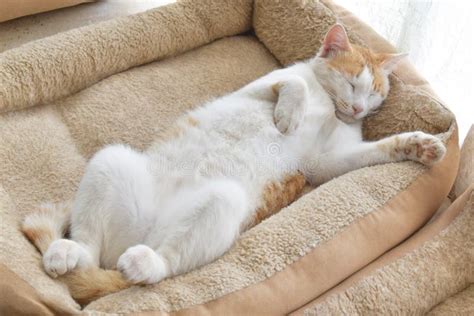 Cat Sleeping Upside Down in Cat Bed at Home. Stock Image - Image of ...