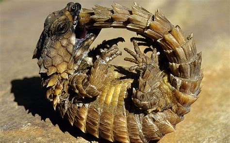 Animal photos of the week: 5 September 2014 | Armadillo lizard, Lizard ...