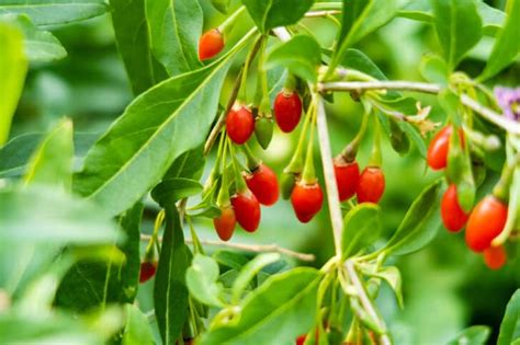 Goji Berry Plant: What You Should Know About Growing This Healthy Food