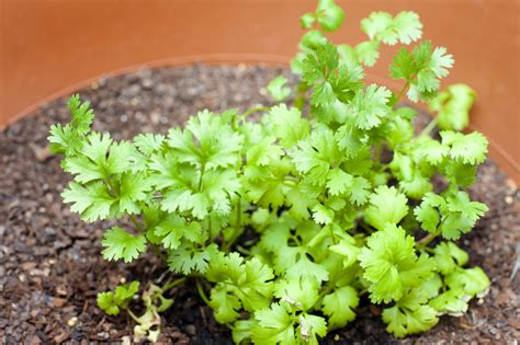 Fresh coriander gowning in a pot - Free Stock Image