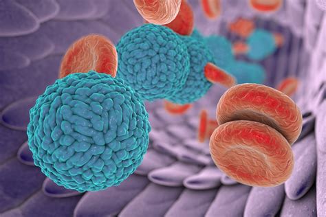 Dengue Virus Serotype 1 DIII Env protein - The Native Antigen Company