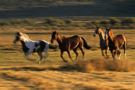 Wild Horses Running Together Photograph by Natural Selection Craig Tuttle