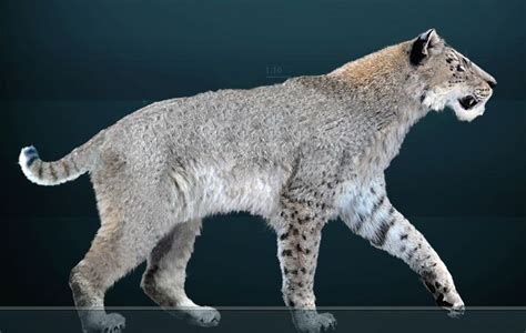 Homotherium serum - Homotherium - Wikipedia | Megafauna