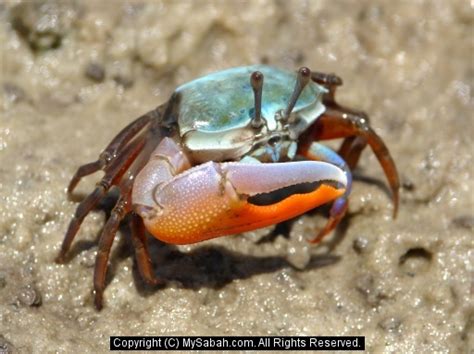 Borneo Fiddler Crabs, Sabah, Malaysia/fiddler-crab-dsc09290