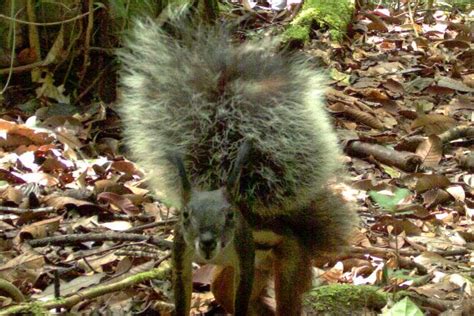 bensozia: Meet the Tufted Ground Squirrel of Borneo