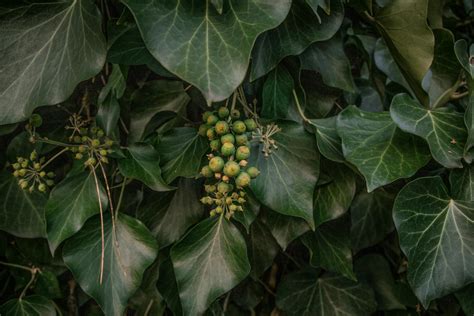 Free stock photo of dark green, garden plant, house plant