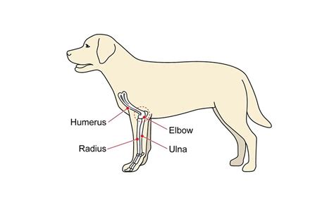 Dog Limping on Front Leg: Causes and Treatment Options