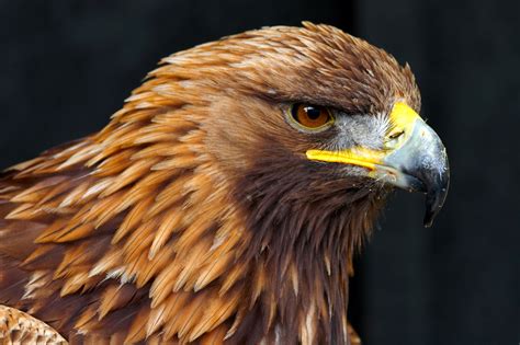 Golden Eagle Side Portrait | Birds | Wildlife | Photography By Martin Eager | Runic Design