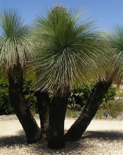 Xanthorrhoea - Grass Trees Native to Australia. | Low maintenance ...