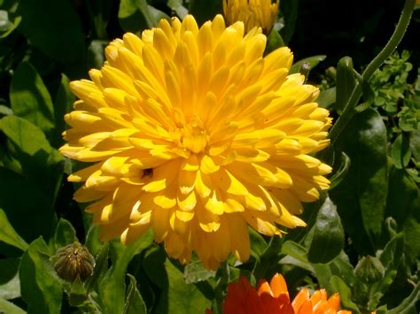 yellow flowers - Google Search | Yellow flowers, Yellow flower wallpaper, Wonderful flowers