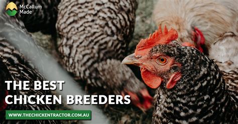 The Best Chicken Breeders