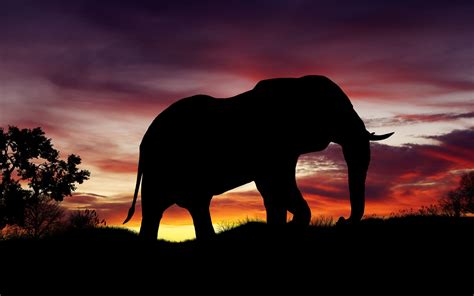 Download wallpaper: Elephant silhouette 1680x1050