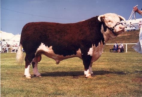 Black Hereford Bull | Hereford cattle, Cattle, Beef cattle