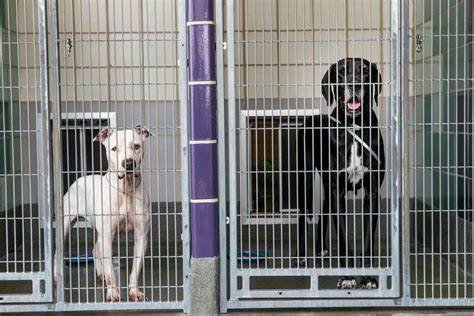 Texas is the No. 1 state for animal shelter deaths, report finds