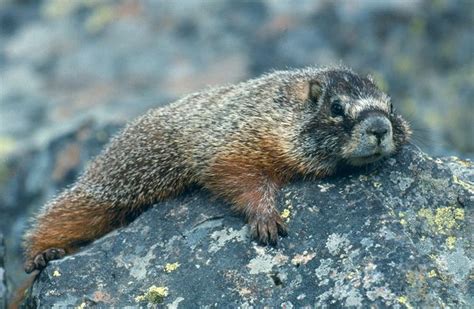 National Park Service on Instagram: ““Hey, nice marmot.” — The Dude ...