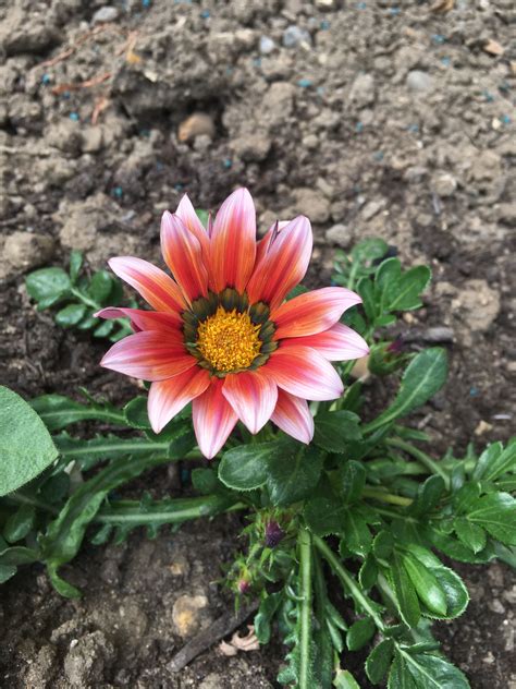 Gazania | Garden, Plants