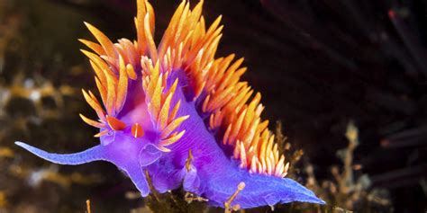 Stunning Photos Of Tropical Sea Creatures Will Make You Rethink How You Feel About Slugs | HuffPost