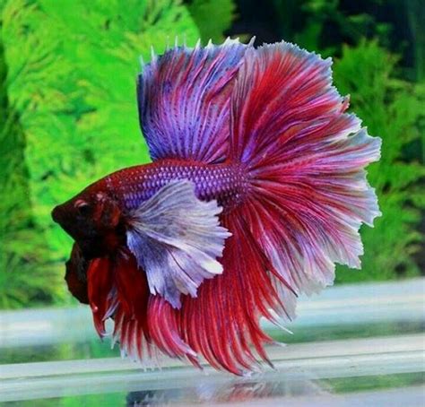 Male dumbo Halfmoon rosetail. The perfect betta! Most beautiful i'v ever seen!!! | Betta fish ...