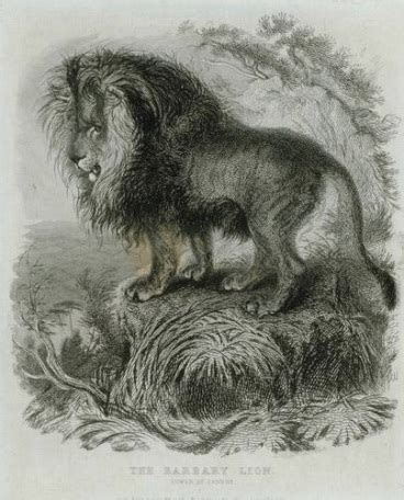 The Barbary Lion