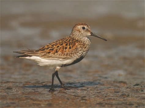 Dunlin breeding