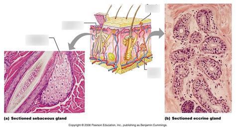 Cutaneous Glands Diagram | Quizlet