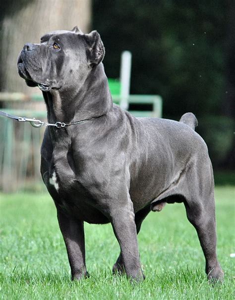 Pin on Corso best breed in 2024 | Cane corso dog, Corso dog, Cane corso