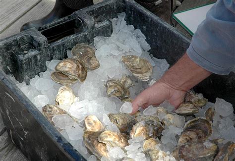 Pemaquid Oyster Festival Draws Crowd to Damariscotta - The Lincoln County News